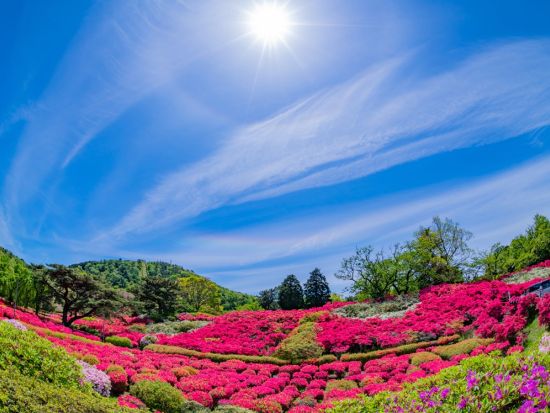 【愛犬参加OK！】小室山リッジウォーク専用リフトチケット 「MISORA（ミソラ）」で愛犬と一緒に富士山と大海原を一望＜伊東市＞