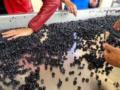 harvest_2020