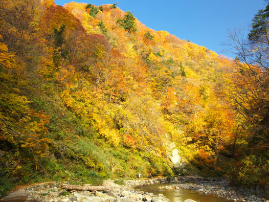 白神山地 観光 オプショナルツアー予約専門 Veltra