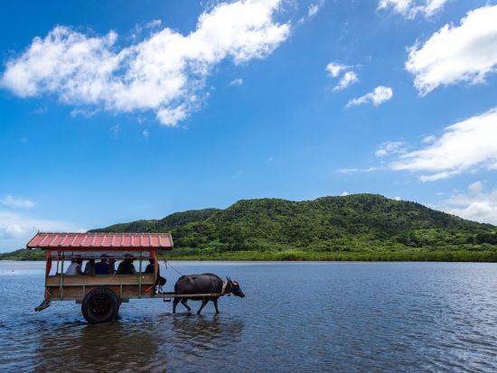 世界自然遺産　西表島と水牛車で行く由布島　のんびり満喫コース＜昼食付/石垣島発