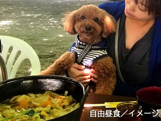 img_dog_houtou_freetime_735_480