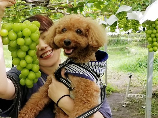 img_dog_shinemascat_735_480