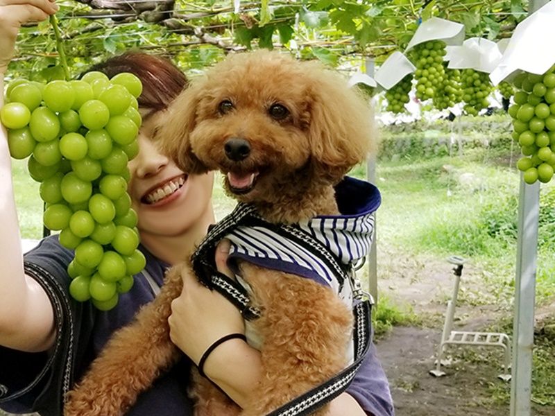 img_dog_shinemascat_735_480