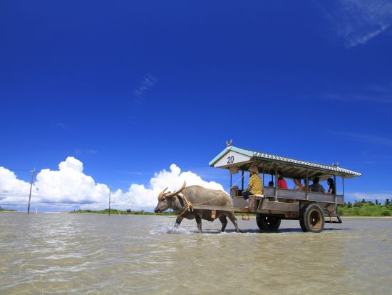 世界自然遺産　西表島と水牛車で行く由布島　のんびり満喫コース＜昼食付/石垣島発