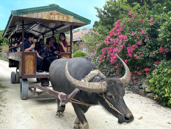 竹富島日帰り観光ツアー 選べる水牛車・バス観光・フリープランあり 帰りの便は好きな時間を選択可能＜石垣島発＞