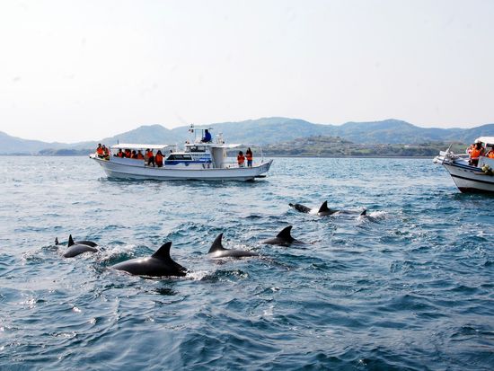 pixta_イルカウォッチング9160784_M