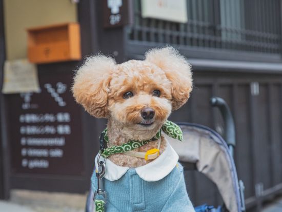 【愛犬連れOK】飛騨高山ウォーキングツアー 古い町並み＋中橋＋高山陣屋など定番スポットをガイドと巡る＜20～75分／高山＞