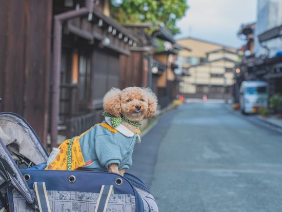 【愛犬連れOK】飛騨高山ウォーキングツアー 古い町並み＋中橋＋高山陣屋など定番スポットをガイドと巡る＜20～75分／高山＞