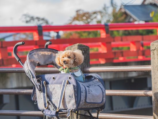 【愛犬連れOK】飛騨高山ウォーキングツアー 古い町並み＋中橋＋高山陣屋など定番スポットをガイドと巡る＜20～75分／高山＞
