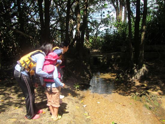 マングローブ染め体験+マングローブ散策ツアー　1グループ貸切のプライベートプラン＜屋我地島＞by 屋我地エコツーネット