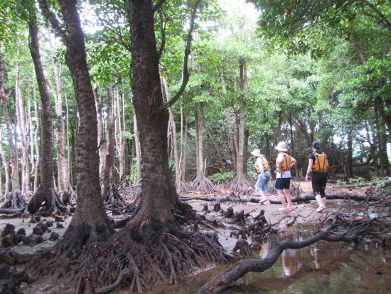 マングローブ染め体験+マングローブ散策ツアー　1グループ貸切のプライベートプラン＜屋我地島＞by 屋我地エコツーネット