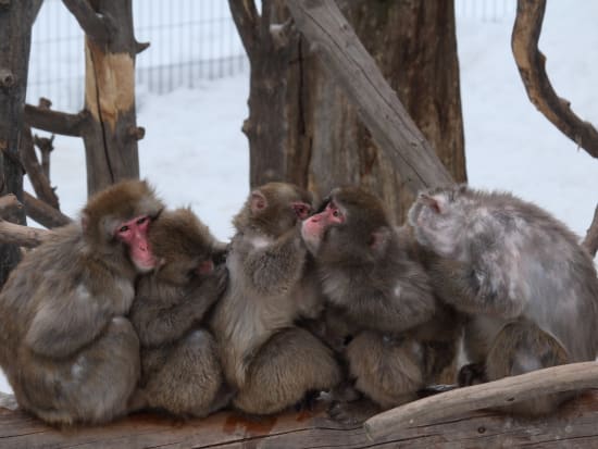 【旭山動物園送迎バス】富良野リゾートホテル発着旭山動物園 送迎バス＜2024年12月2日～2025年3月30日＞by北海道リゾートライナー