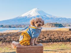 pixta_75488009_M