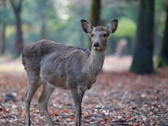 半日バスツアー 東大寺 春日大社 興福寺 世界遺産の三社寺を巡る ガイド付 Jr奈良駅 近鉄奈良駅発 奈良の観光 遊び 体験 レジャー専門予約サイト Veltra ベルトラ