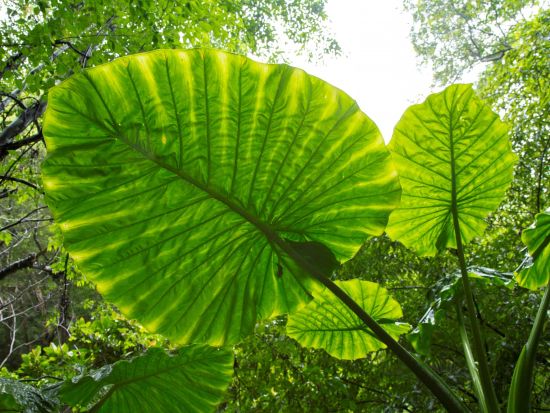 奄美大島 人気3大ツアーを凝縮！マングローブカヌー＋金作原原生林トレッキング＋アマミノクロウサギ探検ナイトツアー＜終日／住用町＞byマングローブ茶屋