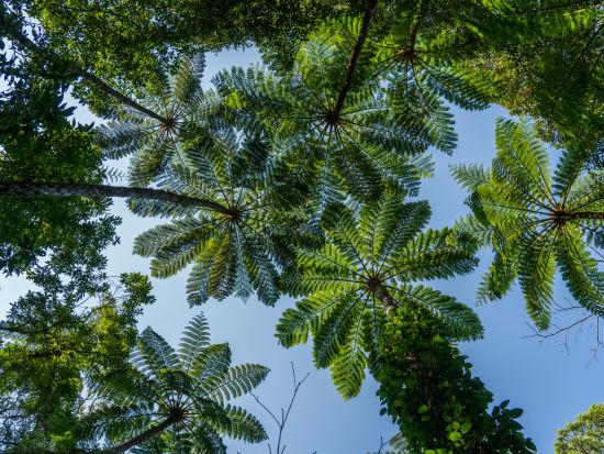 奄美大島 人気3大ツアーを凝縮！マングローブカヌー＋金作原原生林トレッキング＋アマミノクロウサギ探検ナイトツアー＜終日／住用町＞byマングローブ茶屋