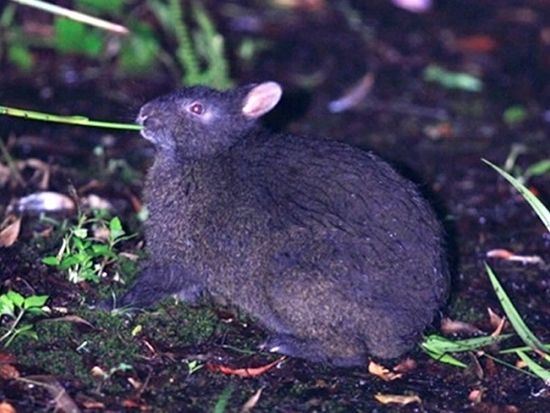 奄美大島 人気3大ツアーを凝縮！マングローブカヌー＋金作原原生林トレッキング＋アマミノクロウサギ探検ナイトツアー＜終日／住用町＞byマングローブ茶屋