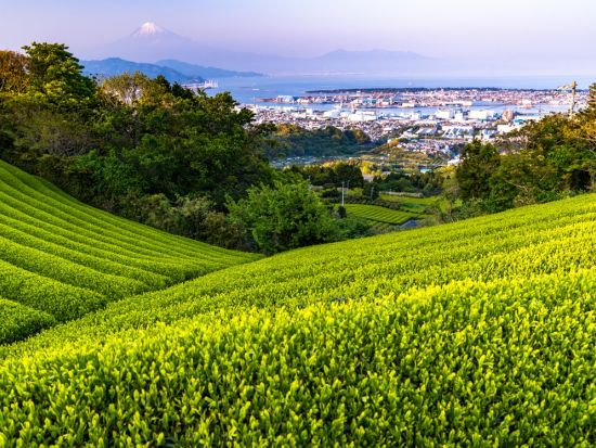 クロスバイクレンタル　日本平・久能山東照宮・三保の松原など静岡市周辺の名所巡りも楽々＜最大9時間／静岡駅での受取可／静岡市＞