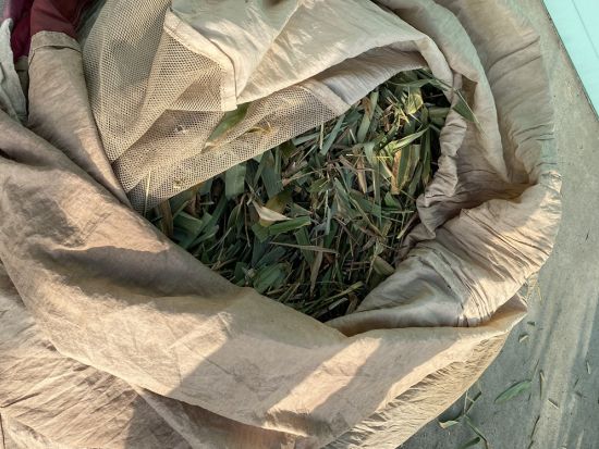 掛川2大スポット観光ツアー　茶摘み体験または茶揉み体験＋パワースポット 事任（ことのまま）八幡宮＋忍者ガイドと巡る掛川城・二の丸御殿＜1日／昼食付／掛川＞