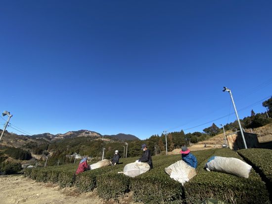 掛川2大スポット観光ツアー　茶摘み体験または茶揉み体験＋パワースポット 事任（ことのまま）八幡宮＋忍者ガイドと巡る掛川城・二の丸御殿＜1日／昼食付／掛川＞