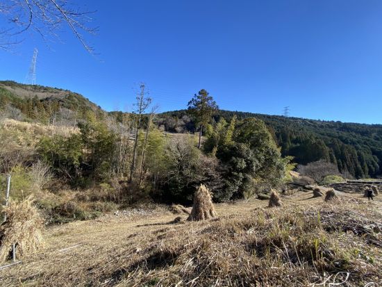掛川2大スポット観光ツアー　茶摘み体験または茶揉み体験＋パワースポット 事任（ことのまま）八幡宮＋忍者ガイドと巡る掛川城・二の丸御殿＜1日／昼食付／掛川＞