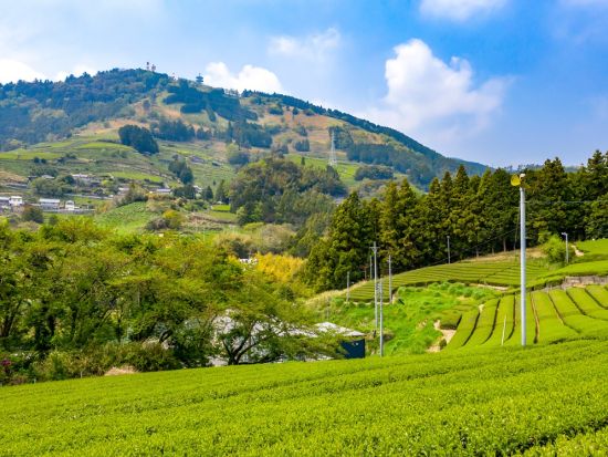 掛川2大スポット観光ツアー　茶摘み体験または茶揉み体験＋パワースポット 事任（ことのまま）八幡宮＋忍者ガイドと巡る掛川城・二の丸御殿＜1日／昼食付／掛川＞