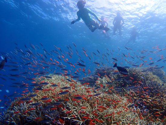 バラス島上陸付きシュノーケリングツアー　シュノーケリングは2-4か所でたっぷり海を満喫！鳩間島散策付き1日プランあり＜上原港または西部地区無料送迎／西表島＞