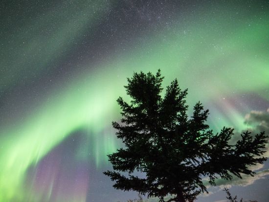 ホワイトホース オーロラ観賞3泊4日パッケージ　市内観光＆ユーコン野生動物保護区＆温泉＆宿泊＆空港送迎付き ＜8～4月／日本語ガイド選択可＞