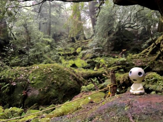 白谷雲水峡半日（苔むす森まで）トレッキングツアー  by 屋久島ツアーオペレーションズ