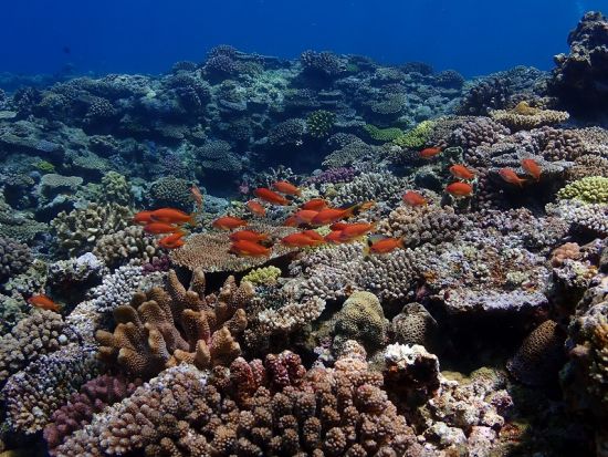 青の洞窟シュノーケリング 3～75歳大歓迎！サンゴ&熱帯魚ポイントに行けるプランもあり◎＜ボート／ショップ設備利用可／グリーンフィンズ認定店／恩納村発＞