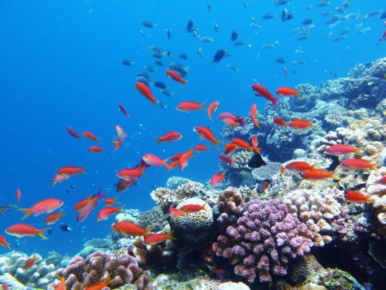 青の洞窟シュノーケリング 3～75歳大歓迎！サンゴ&熱帯魚ポイントに行けるプランもあり◎＜ボート／ショップ設備利用可／グリーンフィンズ認定店／恩納村発＞