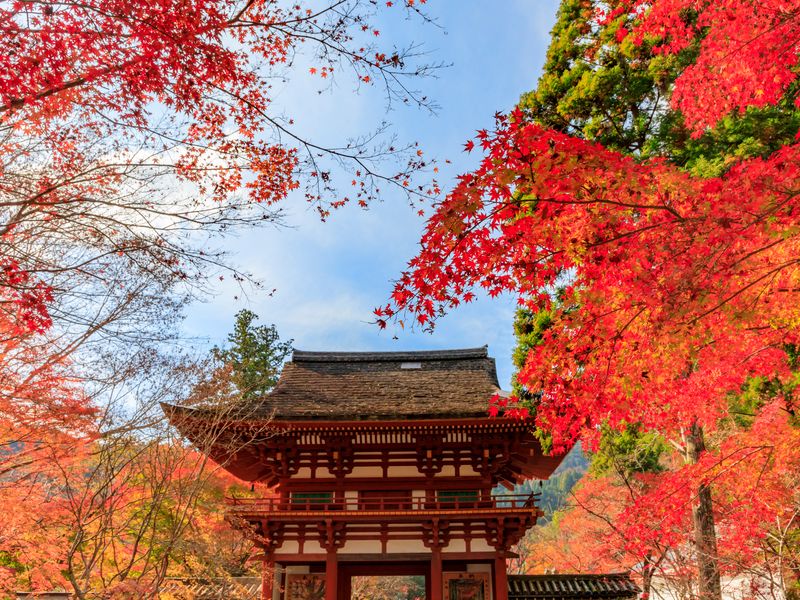 貸切観光タクシー 紅葉の名所 室生寺 長谷寺をめぐる 大和路おすすめコース 6時間30分 1 9名 奈良市内送迎可 By 服部タクシー 奈良の観光 遊び 体験 レジャー専門予約サイト Veltra ベルトラ 貸切観光タクシー 紅葉の名所 室生寺 長谷寺をめぐる 大和路おすすめコース 6時間30分 1 9名 奈良市内送迎可 By 服部タクシー 奈良の観光 遊び 体験 レジャー専門予約サイト Veltra ベルトラ