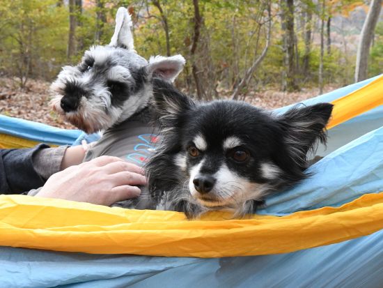 【愛犬連れOK】日光ウォーキングツアー 日光国立公園内の板室温泉エリアを中心にネイチャーガイドがご案内＜3時間／午前・午後／那須板室＞