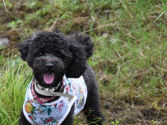 【愛犬連れOK】日光ウォーキングツアー 日光国立公園内の板室温泉エリアを中心にネイチャーガイドがご案内＜3時間／午前・午後／那須板室＞