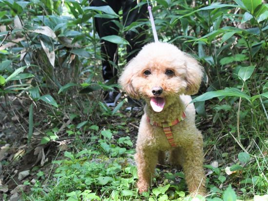 【愛犬連れOK】日光ナイトウォーキングツアー！ネイチャーガイドと一緒に日光国立公園内の夜の世界へ＜約3時間／板室温泉＞