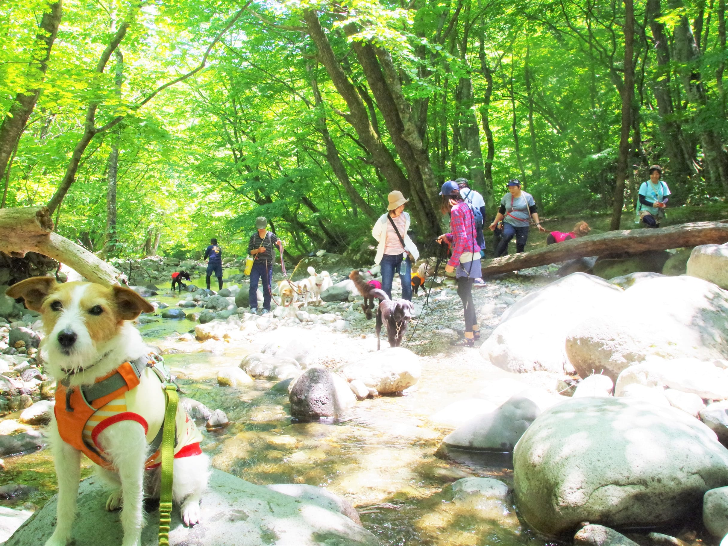 愛犬連れOK】日光ウォーキングツアー 日光国立公園内の板室温泉エリアを中心にネイチャーガイドがご案内＜3時間／午前・午後／那須板室＞  ｜那須・板室(栃木）の観光・オプショナルツアー専門 VELTRA(ベルトラ)