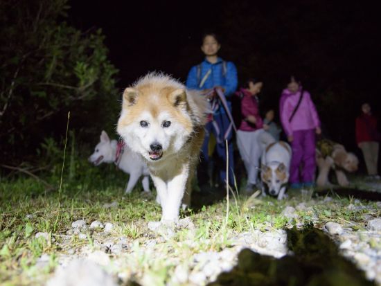 【愛犬連れOK】日光ナイトウォーキングツアー！ネイチャーガイドと一緒に日光国立公園内の夜の世界へ＜約3時間／板室温泉＞