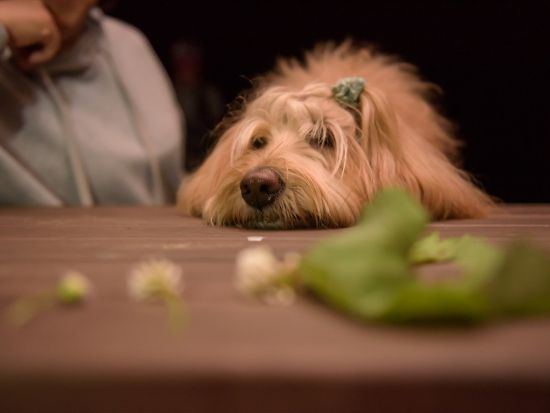 【愛犬連れOK】日光ナイトウォーキングツアー！ネイチャーガイドと一緒に日光国立公園内の夜の世界へ＜約3時間／板室温泉＞