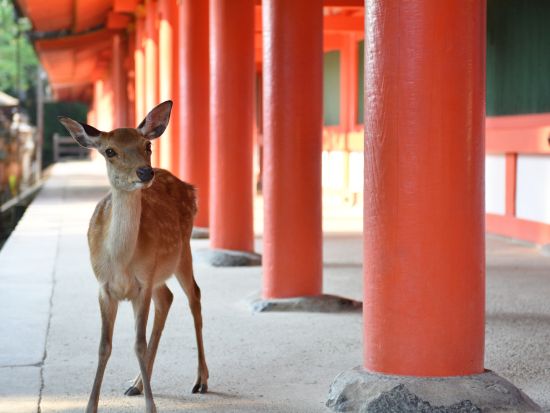 奈良定期観光バス｜東大寺＋春日大社＋興福寺 世界遺産の三社寺を巡る半日バスツアー＜約3時間／JR奈良駅・近鉄奈良駅発＞