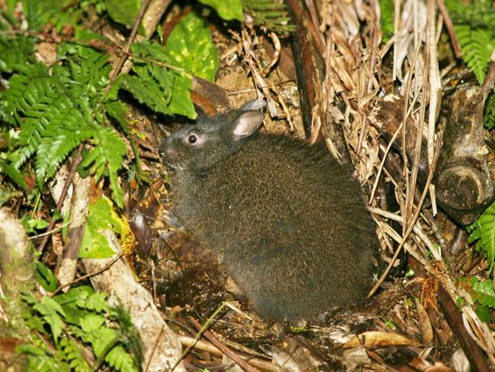 クロウサギ明るい