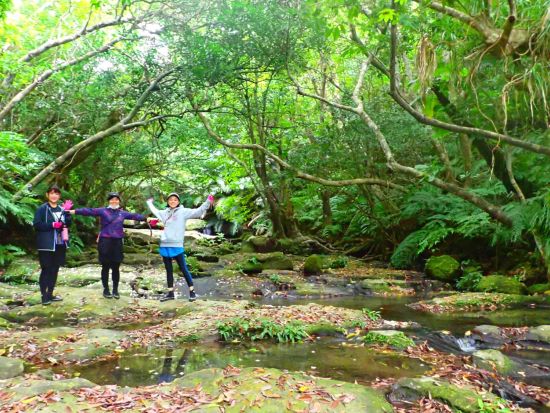 西表島トレッキング＋由布島観光ツアーお手軽に大自然を体験できる「プチ」ジャングル体験！水牛車で海を渡って植物園散策も＜昼食付／石垣島発＞