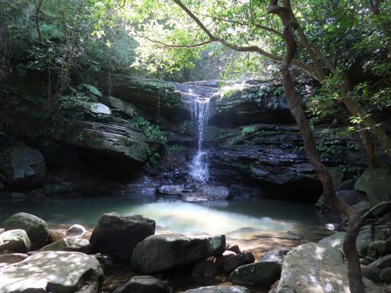 西表島トレッキング＋由布島観光ツアーお手軽に大自然を体験できる「プチ」ジャングル体験！水牛車で海を渡って植物園散策も＜昼食付／石垣島発＞