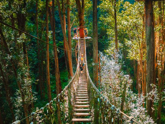 コハラ地区 ジップライン＆吊り橋渡り体験　滝つぼ遊び付きプランあり ＜英語インストラクター＞