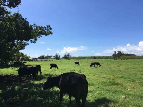 黒島レンタサイクル　石垣島からの往復フェリーチケット付き＜石垣島発＞