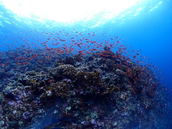【八重干瀬】体験ダイビング　初心者でも安心！海に慣れるためのシュノーケリング付き＜ボート／1ダイブ／午前・午後／宮古島＞