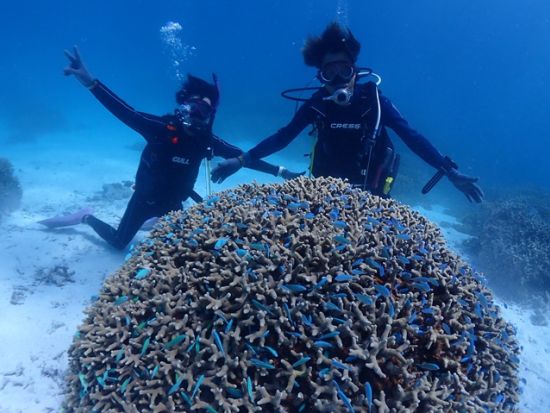 【八重干瀬】体験ダイビング　初心者でも安心！海に慣れるためのシュノーケリング付き＜ボート／1ダイブ／午前・午後／宮古島＞