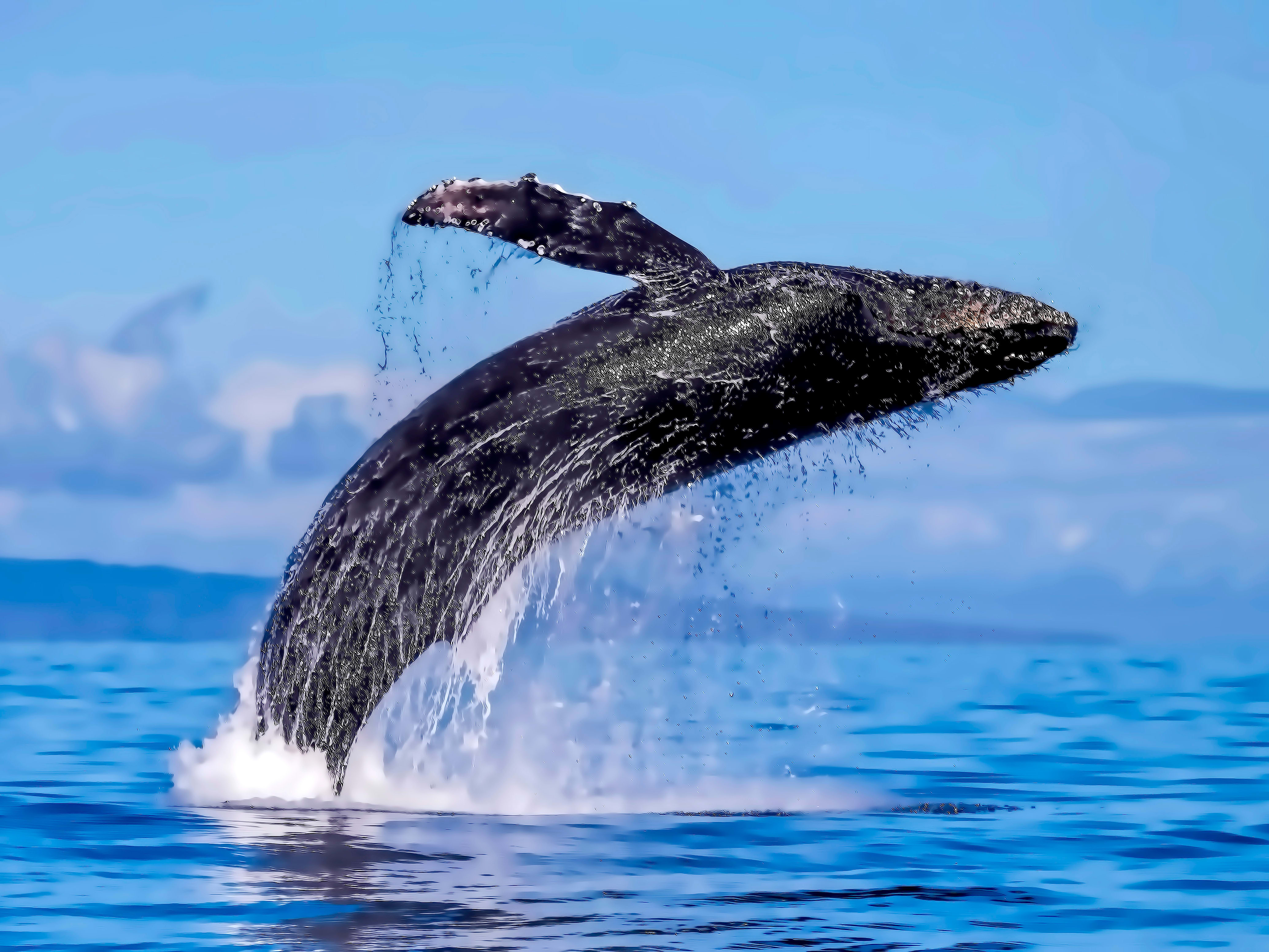Hokkaido Whale Watching Experience: Tour From Shiretoko World Heritage  Site! | LIVE JAPAN travel guide