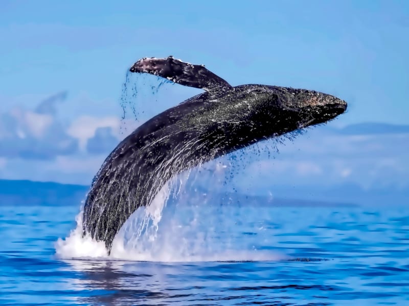 Hawaii_Maui_Lahaina_humpback whale_shutterstock_1060138004