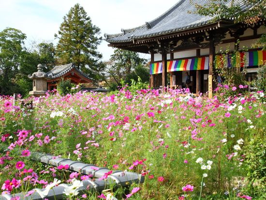Japan_Nara_Hannya_tenple_pixta_47910184