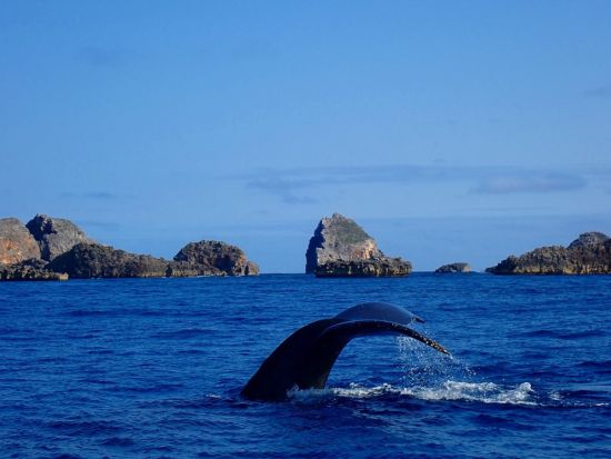 イルカ＆ホエールウォッチング＋選べるプラン 南島上陸 または シュノーケリング＜半日／午後／送迎付／小笠原諸島・父島発＞byマッチの星空屋さん